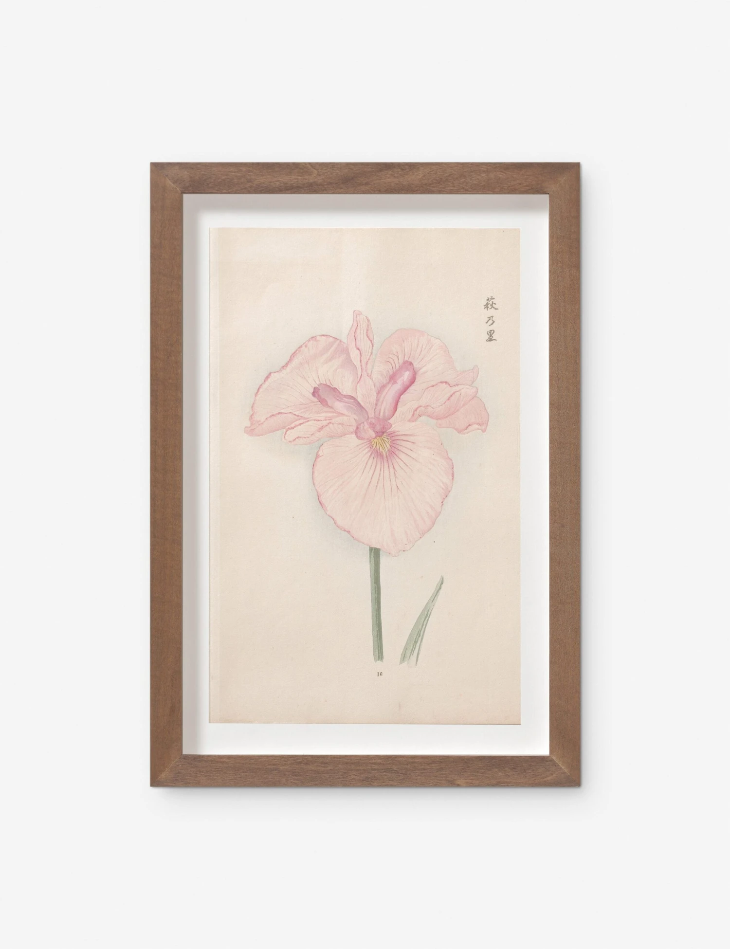 Vintage Japanese Iris No. 16 Wall Art By Miyoshi Manabu