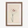 Vintage Japanese Iris No. 31 Wall Art By Miyoshi Manabu