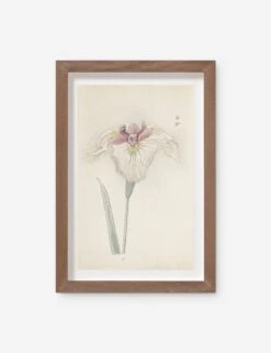 Vintage Japanese Iris No. 33 Wall Art By Miyoshi Manabu