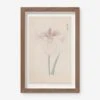 Vintage Japanese Iris No. 34 Wall Art By Miyoshi Manabu