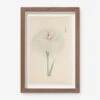 Vintage Japanese Iris No. 35 Wall Art By Miyoshi Manabu