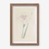 Vintage Japanese Iris No. 36 Wall Art By Miyoshi Manabu