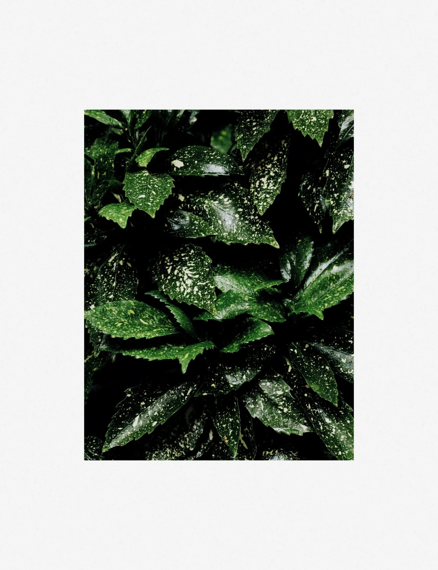 Still Life 7 Photography Print By Ashley Johnson - Image 6