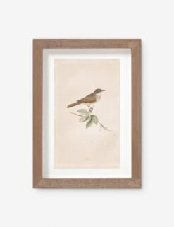 Vintage Bird Watercolor No. 68 Wall Art By Visual Contrast