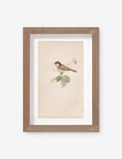 Vintage Bird Watercolor No. 78 Wall Art By Visual Contrast
