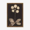 Botanical Photogram Print