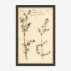 Herbarium B Wall Art