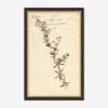 Herbarium F Wall Art