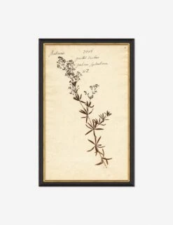 Herbarium F Wall Art
