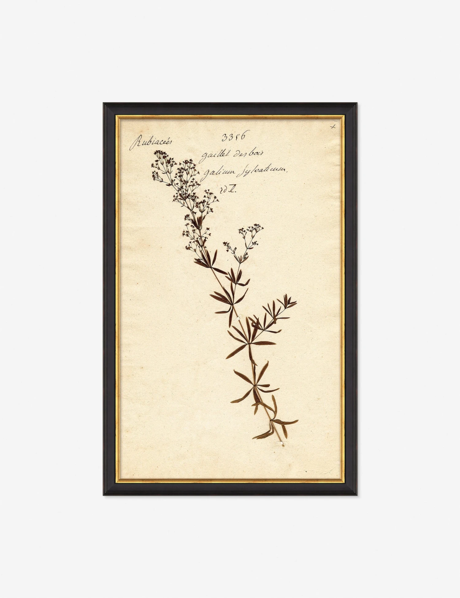 Herbarium F Wall Art