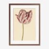 Red And White Tulip Print