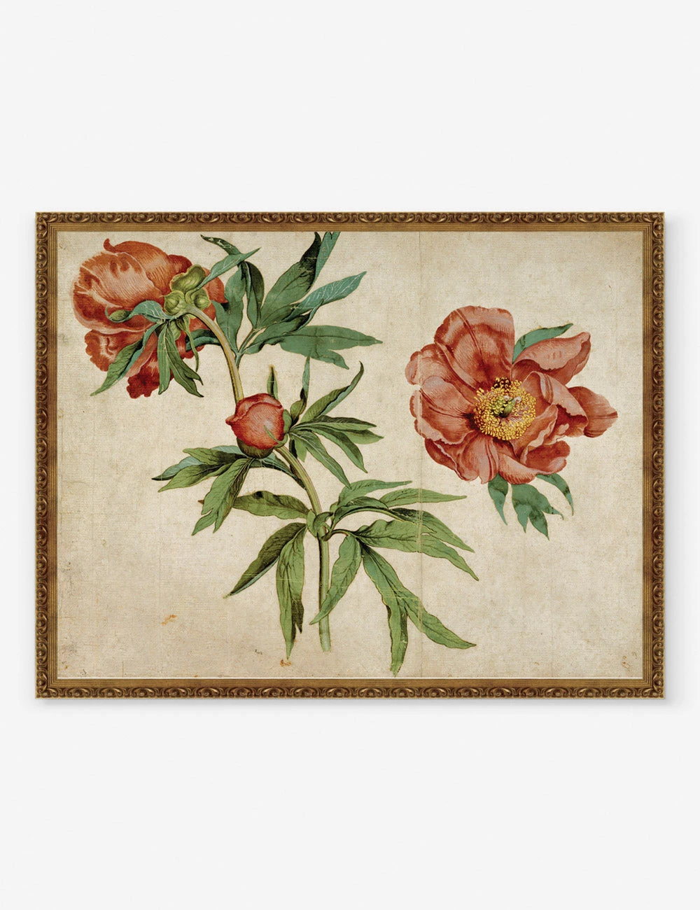 Studies Of Peonies Wall Art By Martin Schongauer