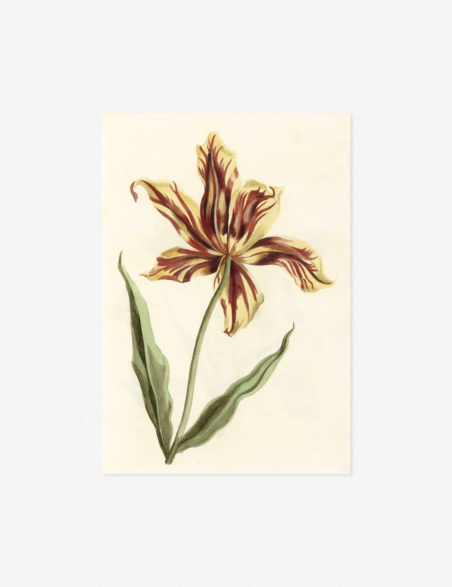 Tulip Print - Image 2