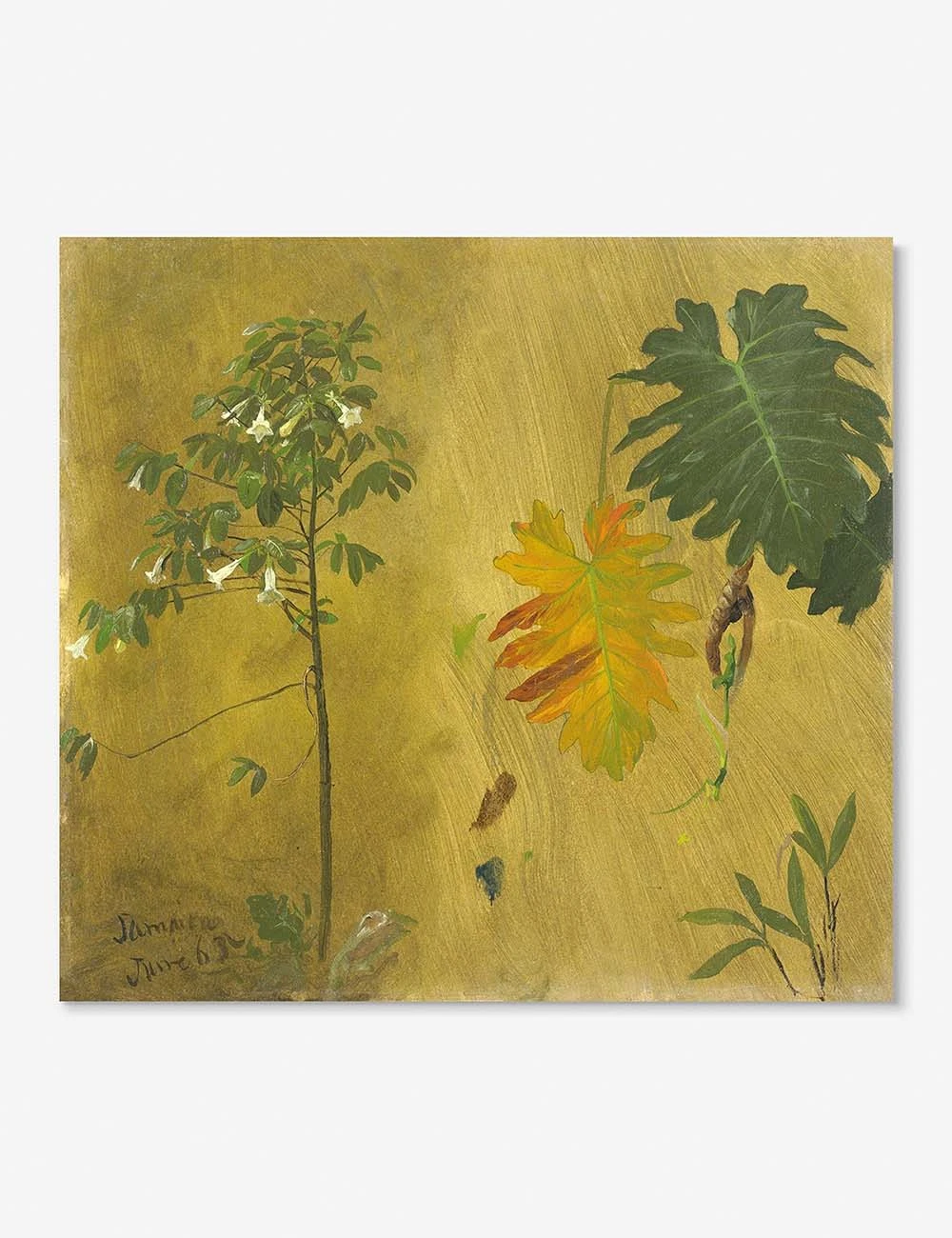 Botanical Study, Jamaica Print By Frederic Edwin Church - Image 2